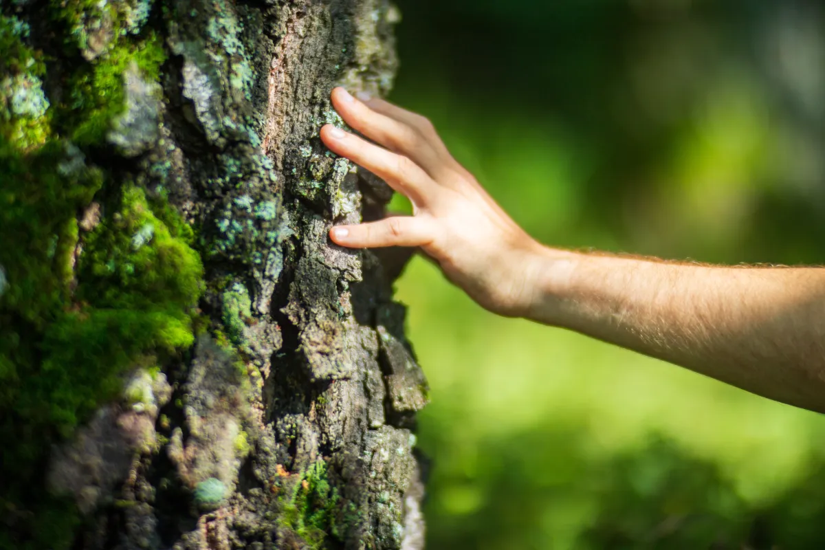 Eine Hand berührt die flechten- und moosbewachsene Rinde eines alten Baumes